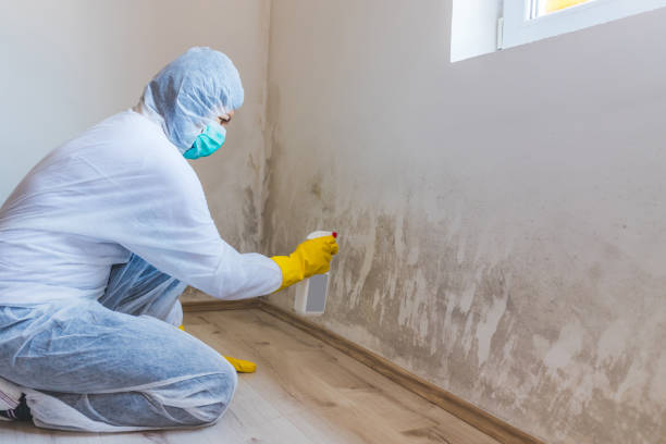 Licensed Basement Mold Remediation service in Aquasco, MD - WQB Mold Removal