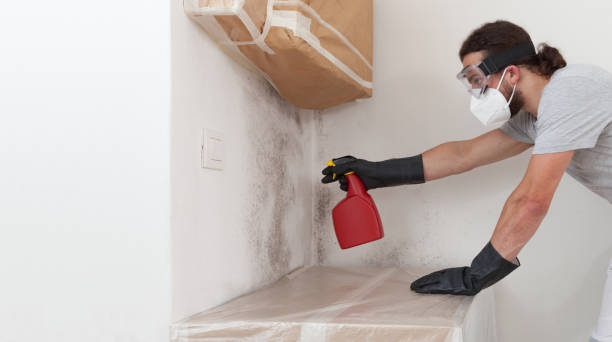 Professional Basement Mold Remediation technician working in Aquasco, MD