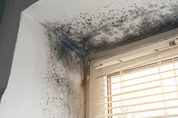Affordable Basement Mold Remediation solutions in Aquasco, MD
